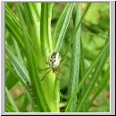 Mangora acalypha - Streifenkreuzspinne 01.jpg